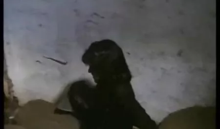 பூனை parnuha வீடியோ சொர்க்கம்